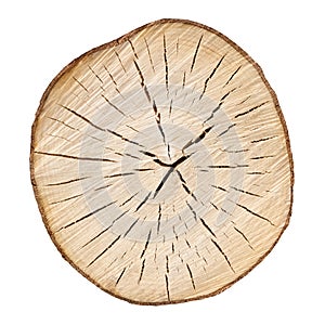 Cracked wooden tree section with rings and texture isolated on white. Circular background.