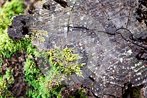 Cracked Woodland Tree Stump with moss in the Forest