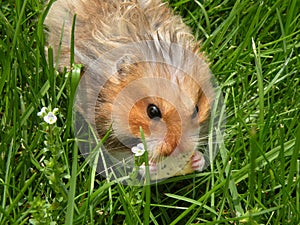 Cracker eating rodent in grass