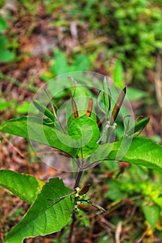 Cracker plant (Ruellia tuberosa) with blur background.