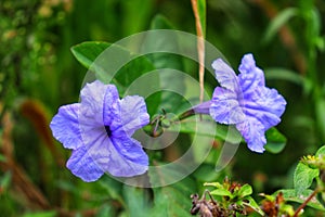 Cracker plant (ruellia tuberosa) are lavender flower.