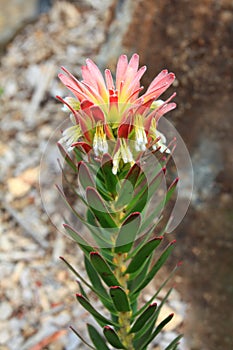 Crackerjack Red Flowering in rockery