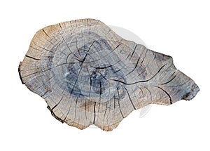 Cracking teak tree slice