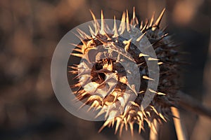 Cracking thorny mature seed pod of common hallucinogen plant Jimsonweed, latin name Datura Stramonium.