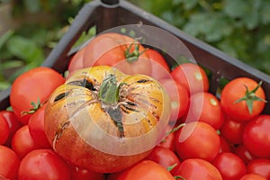 Cracking of tomatoes. Damage and diseases of tomato fruits caused by improper care of plants. The damaged tomato crop is