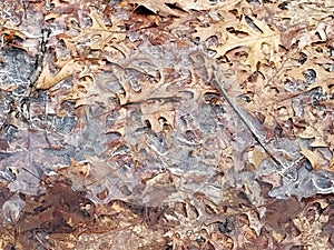 Crackly Dry Leaves Trapped in the Ice.