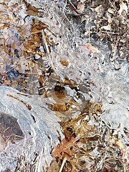 Crackly Dry Leaves Trapped in the Ice.