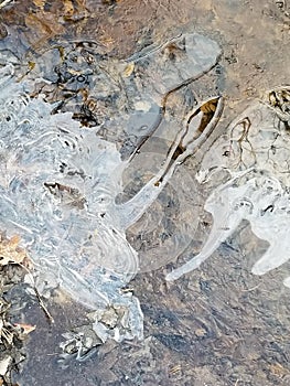 Crackly Dry Leaves Trapped in the Ice.