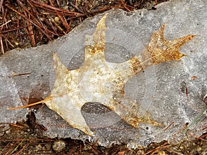 Crackly Dry Leaves Trapped in the Ice.