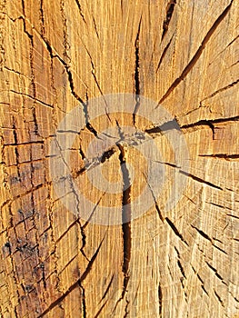 Cracks in a cross section of wood