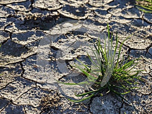 Cracks due to dry climate. Dry grass turf on hard dry clay