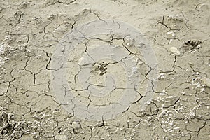 Cracks in mud