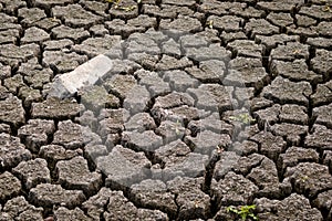 Cracks in mud due to drought