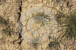 Cracks in the parched ground