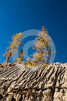 Cracks in rock with some larch trees, autumn time