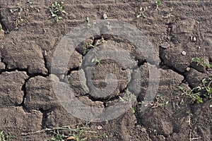 Cracks on the surface of the earth due to drought. Texture