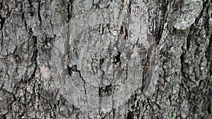 Cracks on the tree bark