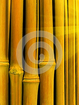 Cracks trunk tree bamboo