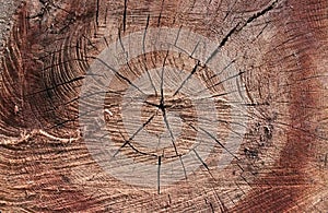 Cracky old oak stump.