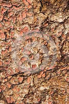 Cracky wooden surface.