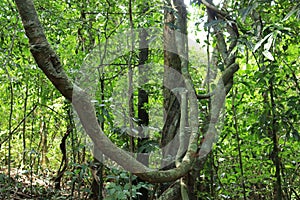 Cradle, vine in the green forest