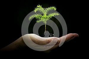 Cradling New Life In Hand On Dark Background