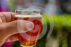 Craft Beer Tasting: Close up shot of a Caucasian man`s hand holding a glass with a nice amber beer. Blurred indistinguishable