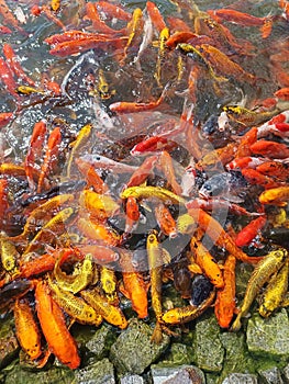 craft fish pond colorful fish