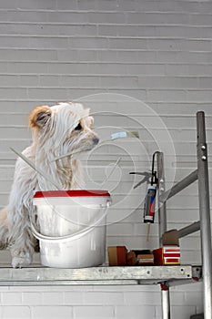 Craftsman dogs at work. He tries to paint a wall