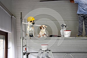 Craftsman dogs at work. He tries to paint a wall