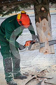 craftsman saws off a fir tree with a chainsaw