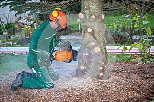 craftsman saws off a fir tree with a chainsaw