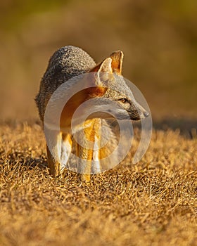 Crafty Grey Fox searches for prey