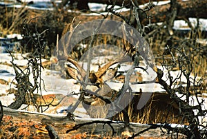 Crafty Mule Deer Buck
