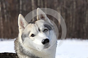 Crafty timid gray wolf photo