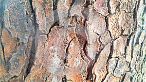 Close up view of mahogany tree bark texture