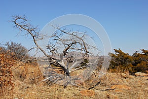 Craggy tree