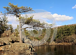 Craggy White Pine Tree on a prominent rock outcrop in Interstate State Park in Taylors Falls, Minnesota