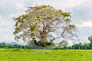 Craib tree ormosia in the meadow.