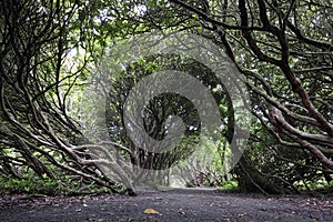 Craig y nos , trees, path