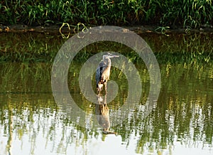 A Crain standing In a pond photo