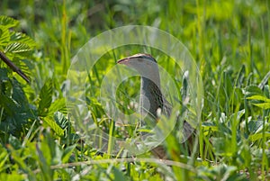 Crake in grass