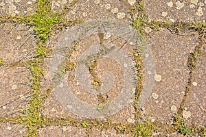 Craked concrete with grass and lichen