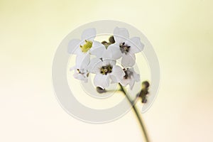 Crambe hispanica Hispanic crambe small and beautiful white flower with a waxy appearance with yellowish green stamens on a reddish