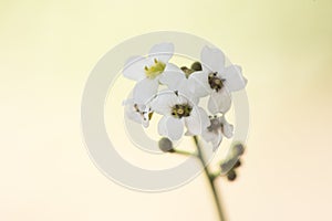 Crambe hispanica Hispanic crambe small and beautiful white flower with a waxy appearance with yellowish green stamens on a reddish