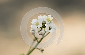 Crambe hispanica Hispanic crambe small and beautiful white flower with a waxy appearance with yellowish green stamens on a reddish