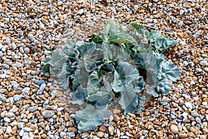 Crambe Maritima, also known as Sea Kale, growing on Dungeness Beach