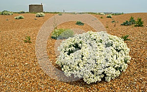 Crambe maritima common name sea kale, seakale, crambe or Sea cabbage