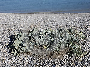 Crambe maritima at la baie de Somme in France