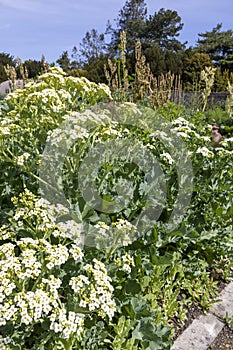 Crambe maritima or sea kale